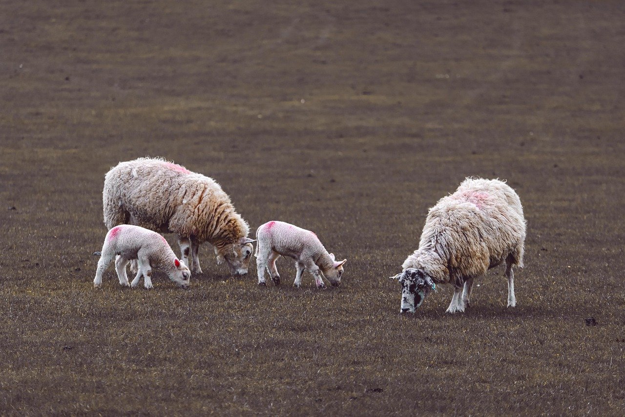 5 Cara Budidaya Rumput, Cocok Untuk Pakan Ternak Kambing Dan Sapi
